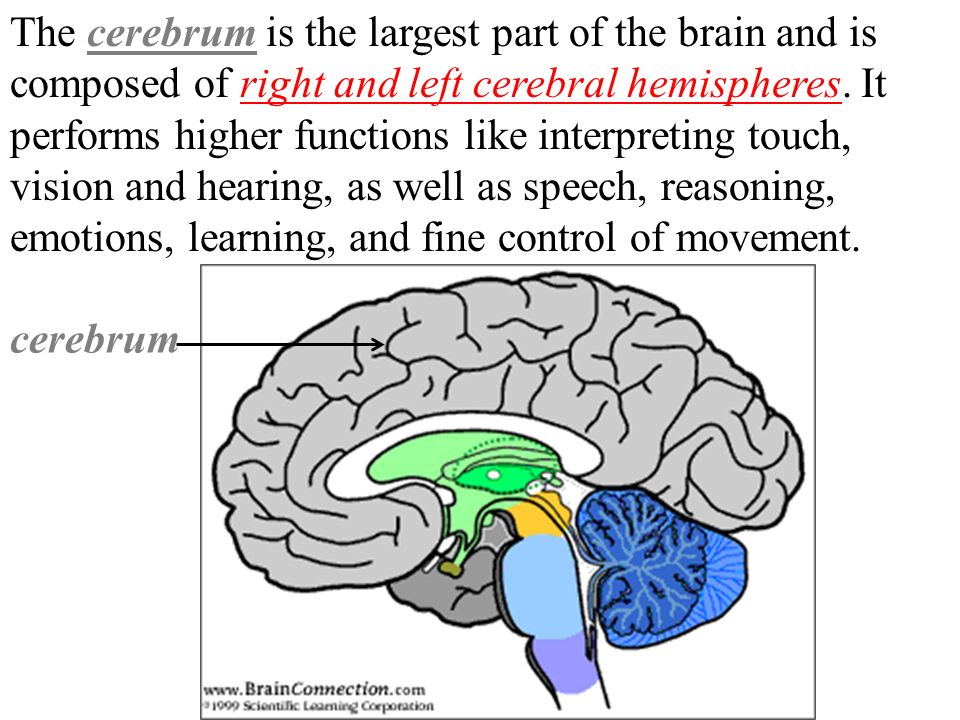 The Brain The Brain Is Composed Of The Cerebrum Cerebellum And Brainstem Ppt Video Online Download
