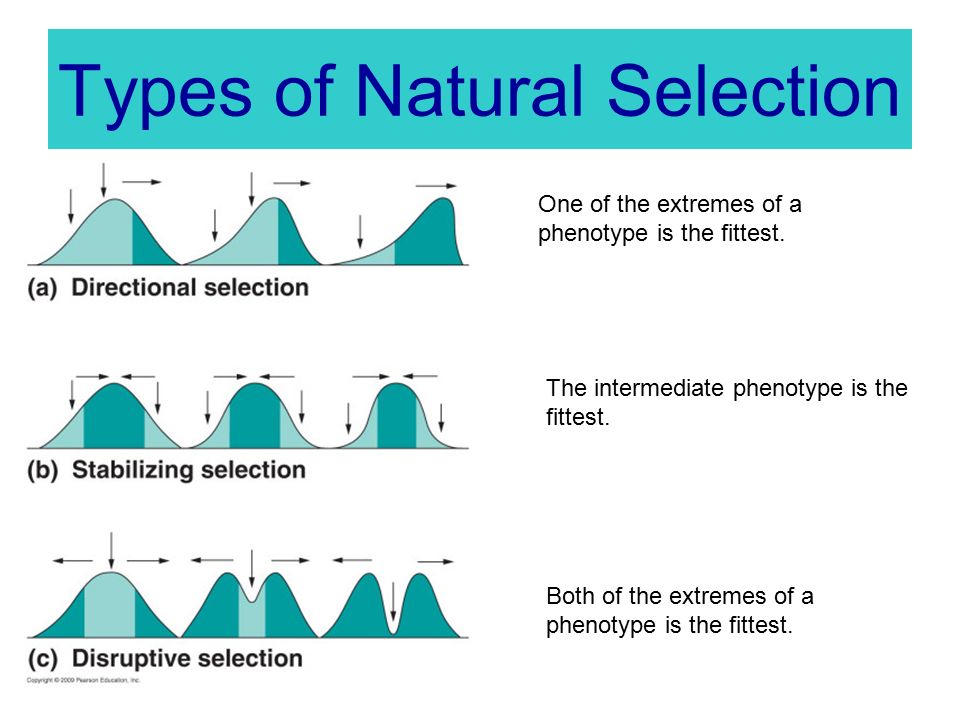 Types of Natural Selection