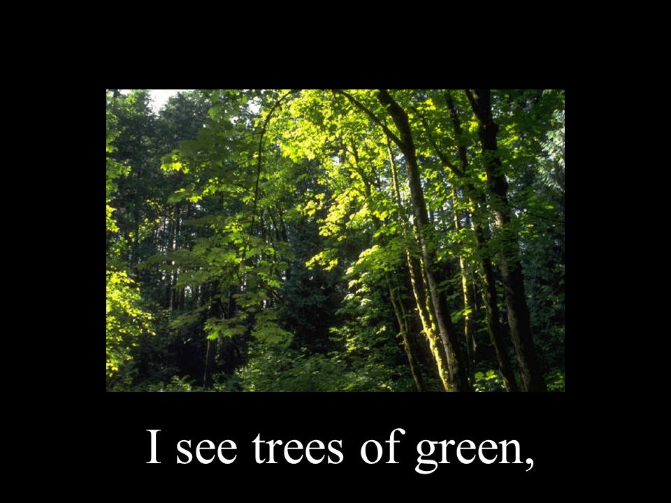 I see trees of green,