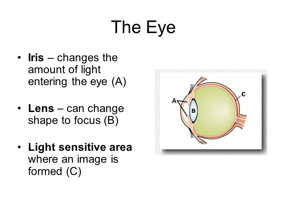 The Eye Iris – changes the amount of light entering the eye (A)