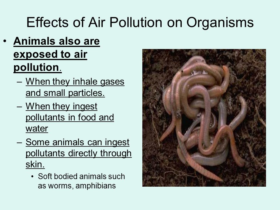 Effects of Air Pollution - ppt video online download