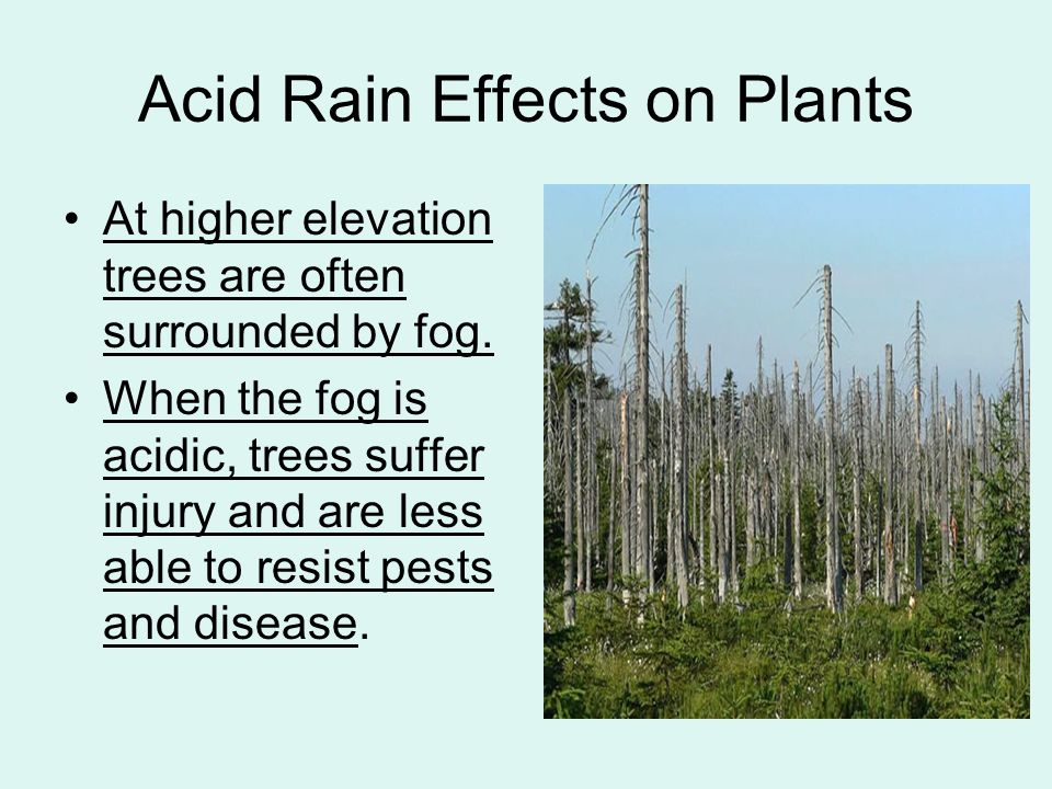 Текст по английскому 7 класс acid rain. Acid Rain. Леса после кислотных дождей. Acid Rain Effects. Кислотные дожди деревья.