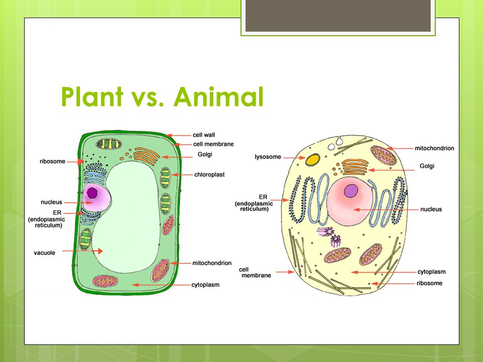 Plants Vs Animal Cells Ppt Video Online Download