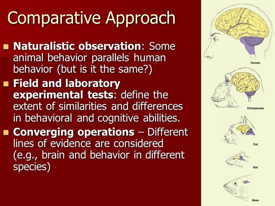 Comparative Approach Naturalistic observation: Some animal behavior parallels human behavior (but is it the same )