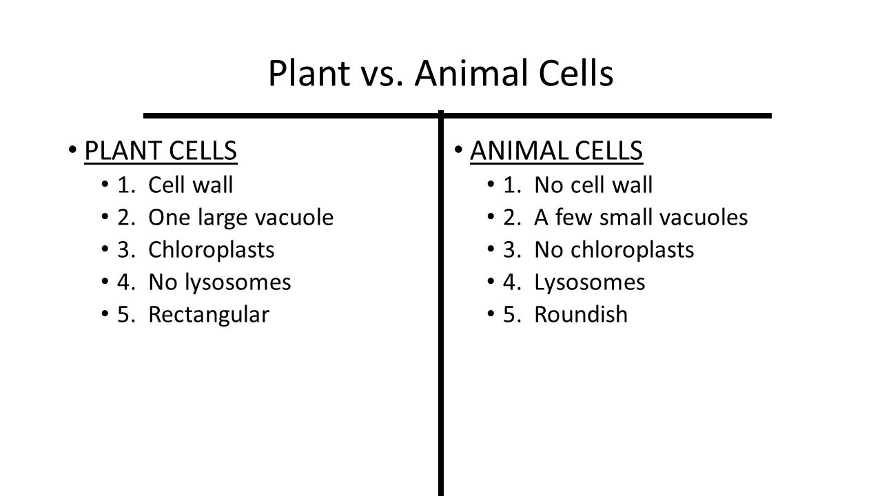 Animal vs Plant  ppt video online download