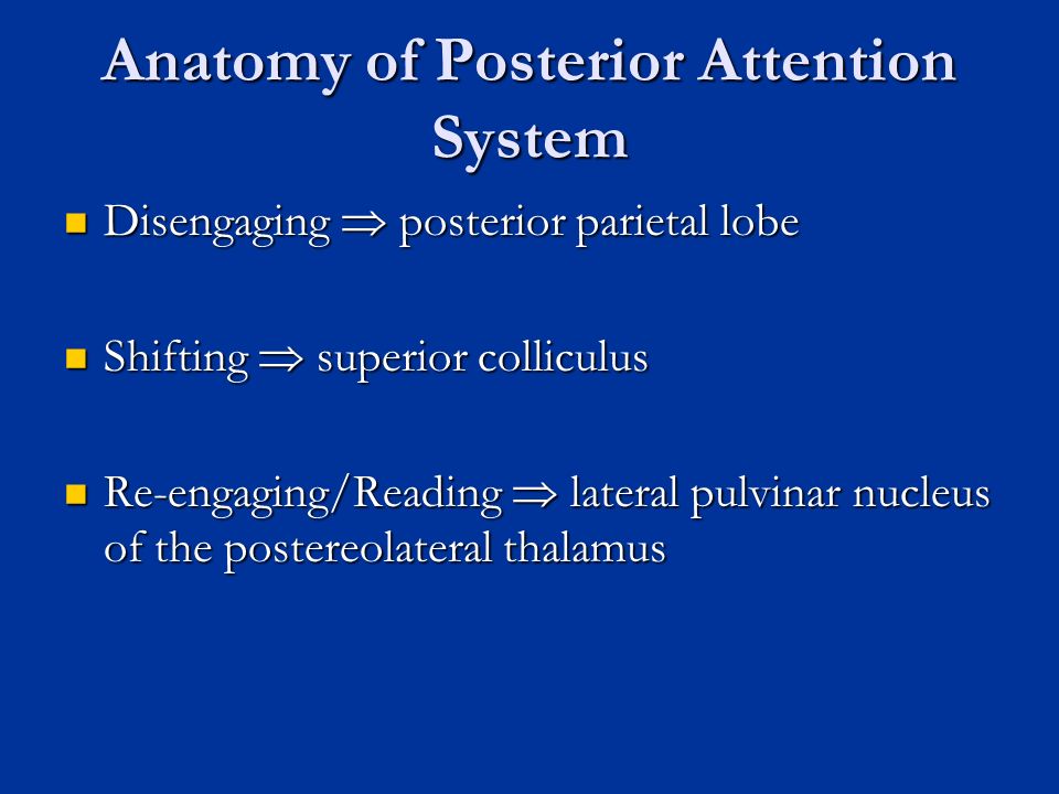 Anatomy of Posterior Attention System