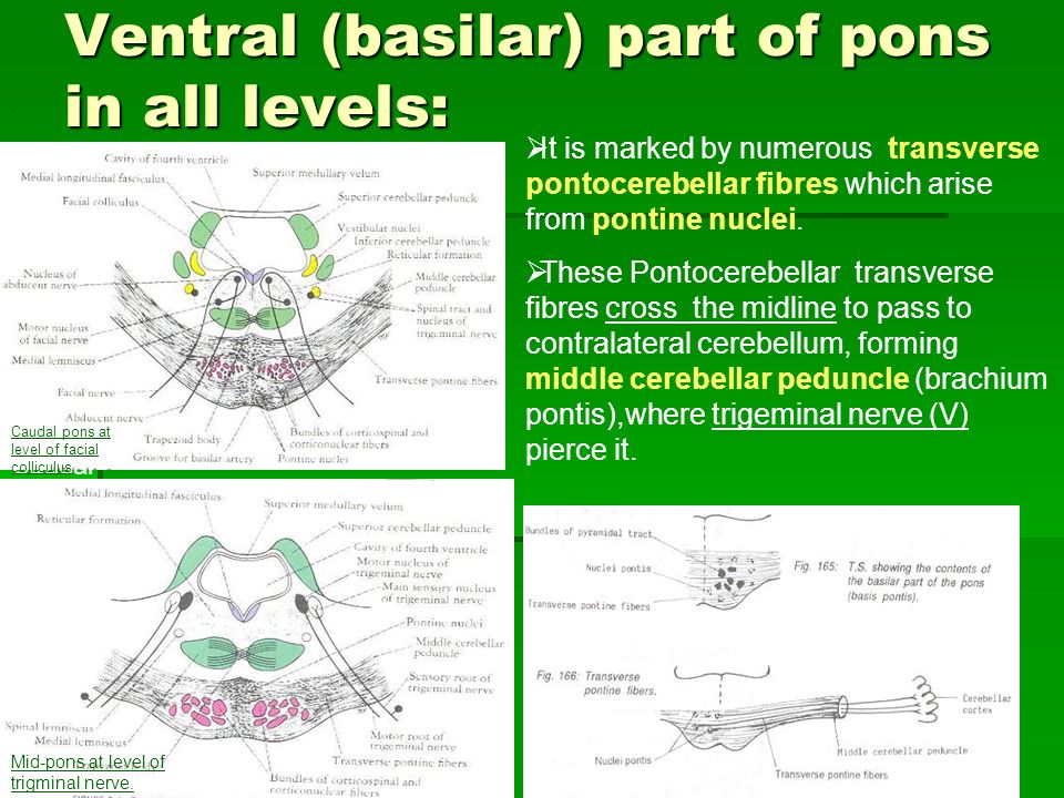 Internal structure of pons - ppt video online download