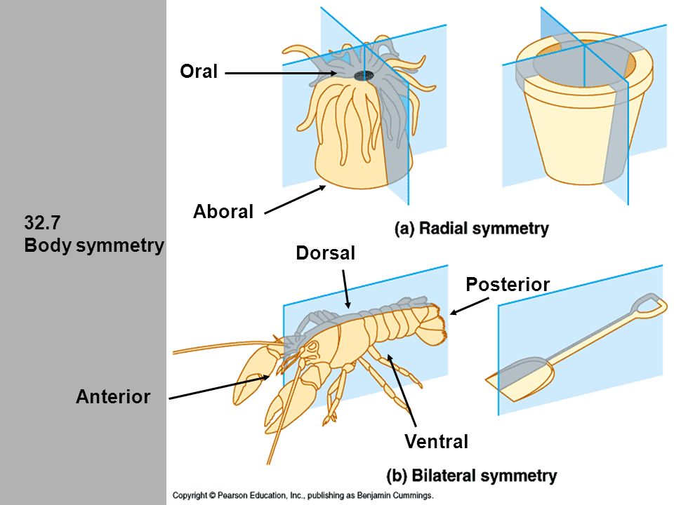Oral Aboral 32.7 Body symmetry Dorsal Posterior Ventral Anterior