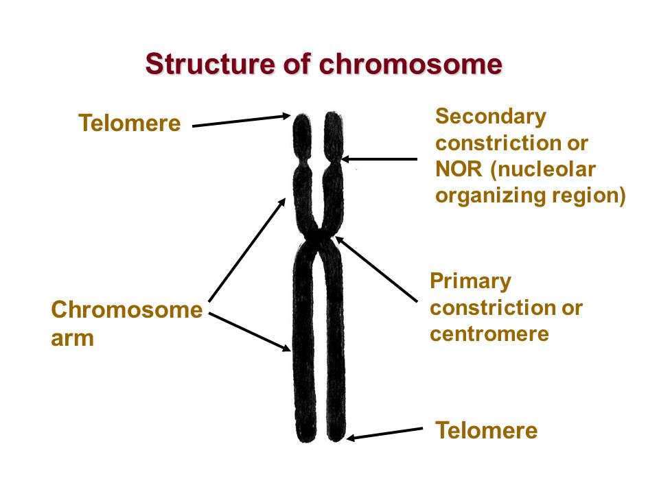 Structure of chromosome.