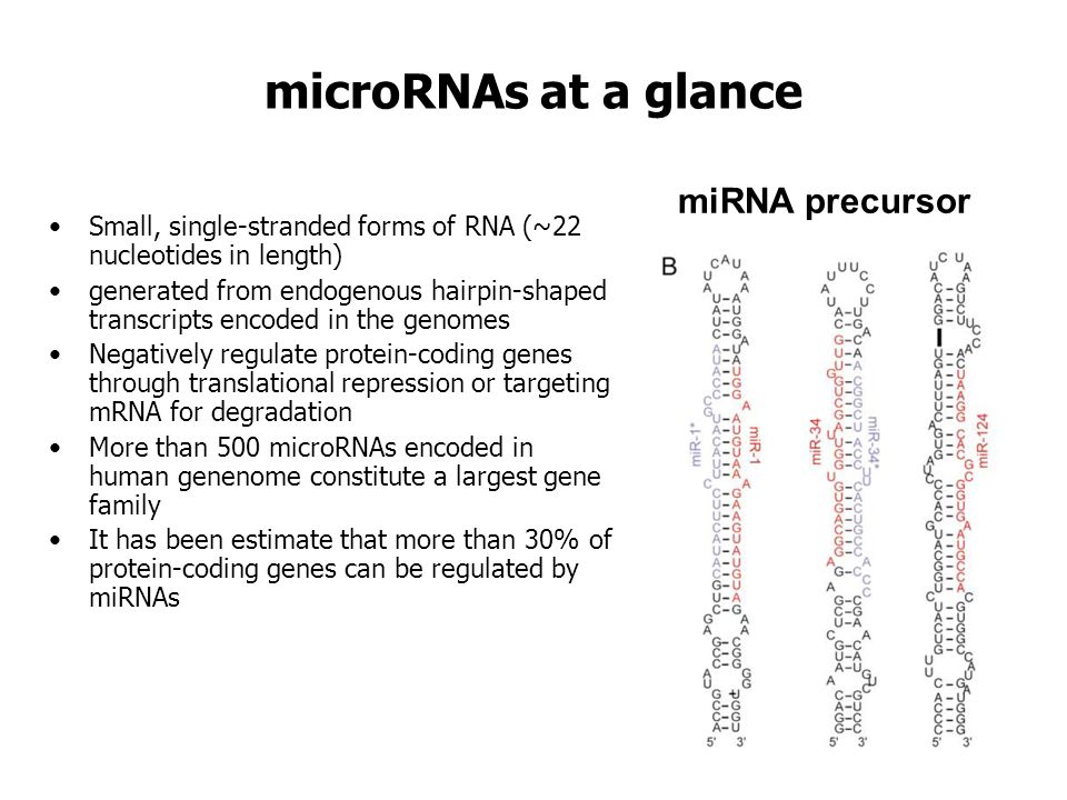 microRNAs at a glance miRNA precursor