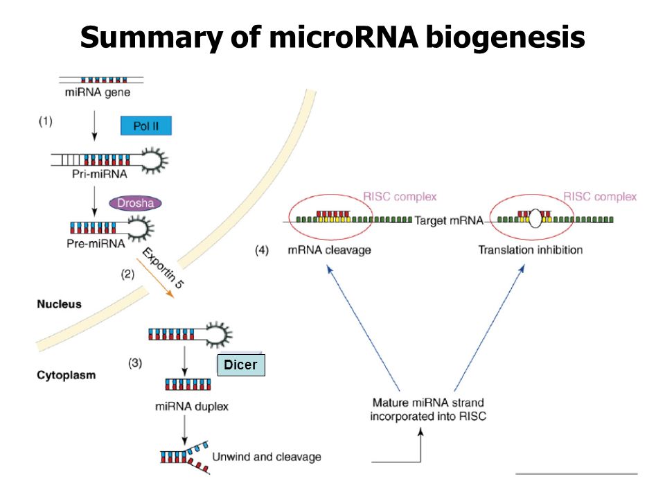 Summary of microRNA biogenesis