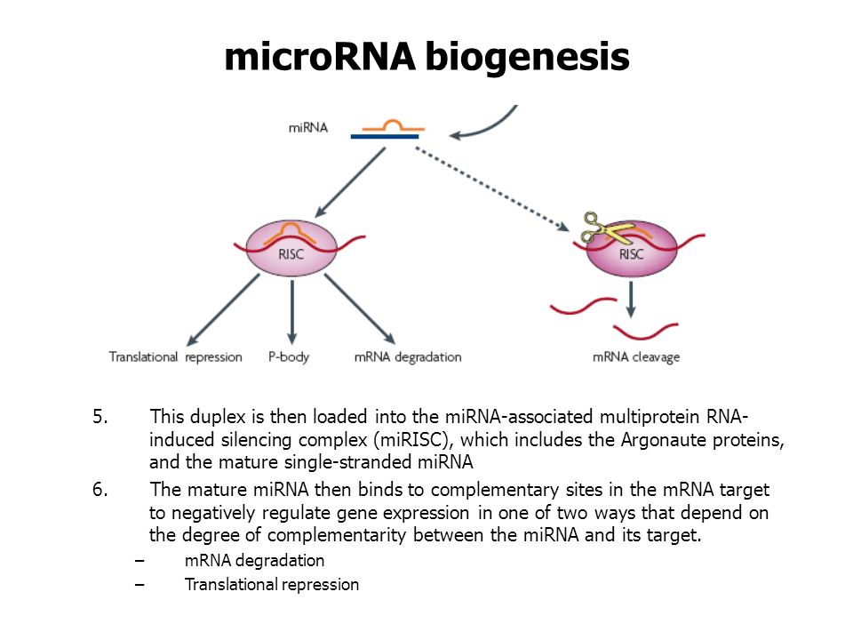 microRNA biogenesis