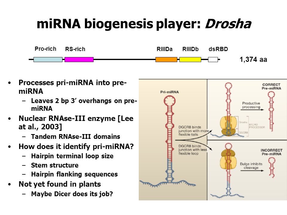 miRNA biogenesis player: Drosha