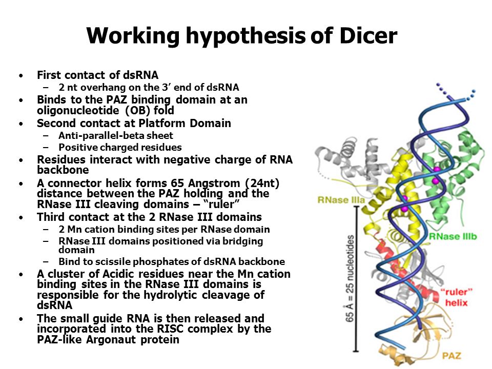 Working hypothesis of Dicer