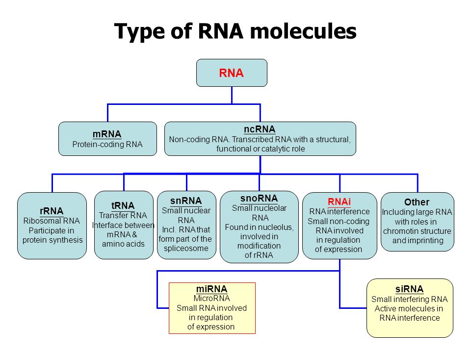 Type of RNA molecules RNA ncRNA mRNA snRNA snoRNA tRNA RNAi Other rRNA