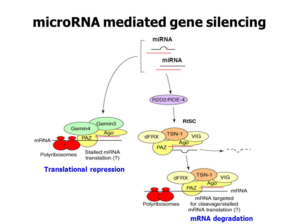 microRNA mediated gene silencing