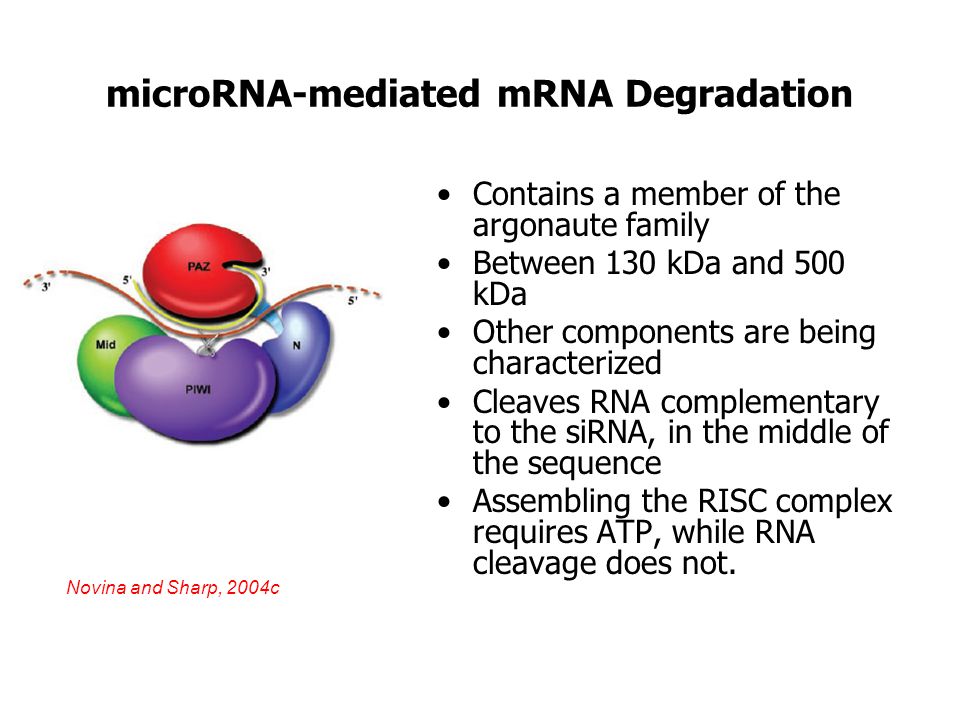 microRNA-mediated mRNA Degradation