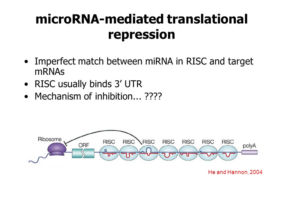 microRNA-mediated translational repression