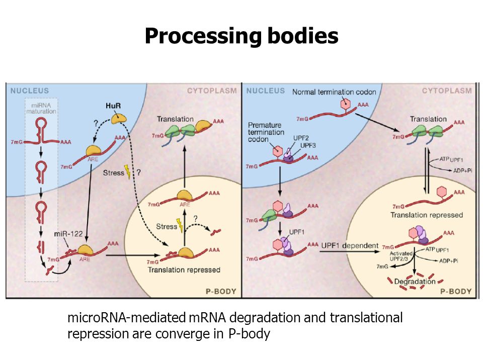 Processing bodies microRNA-mediated mRNA degradation and translational repression are converge in P-body.