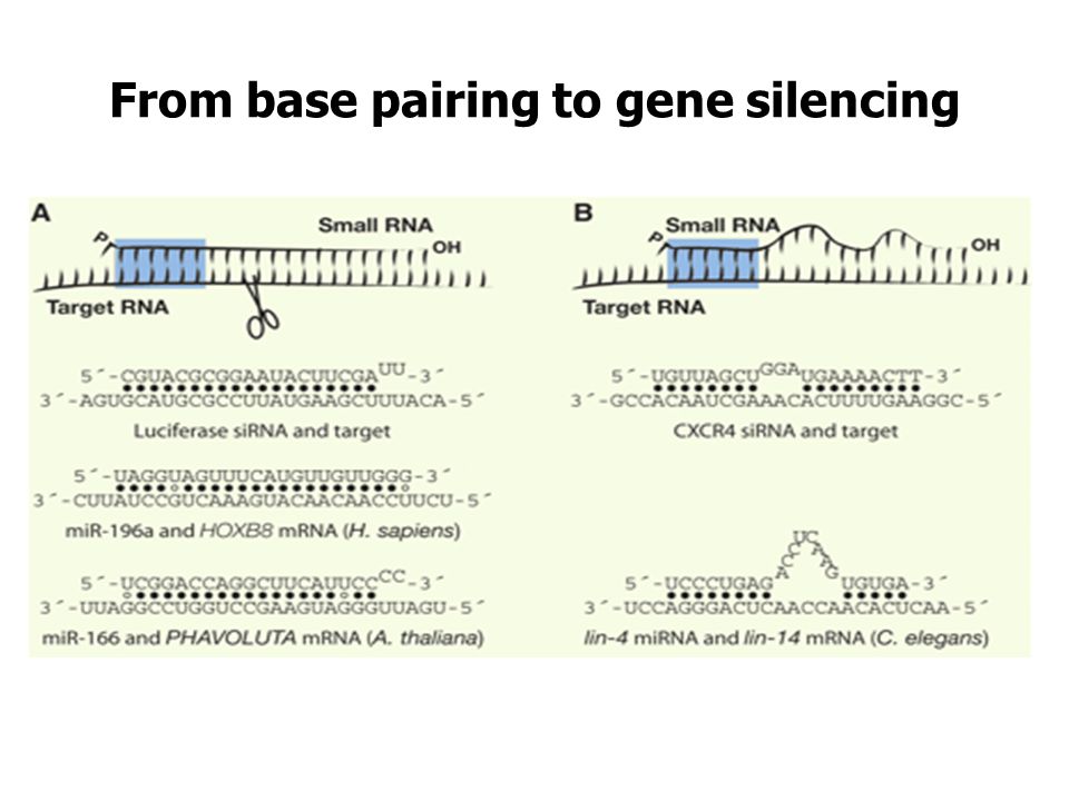From base pairing to gene silencing