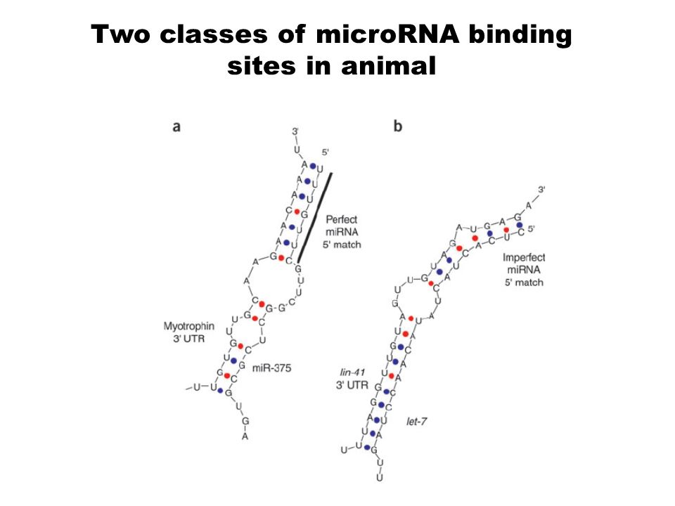 Two classes of microRNA binding sites in animal