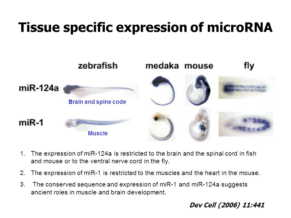Tissue specific expression of microRNA