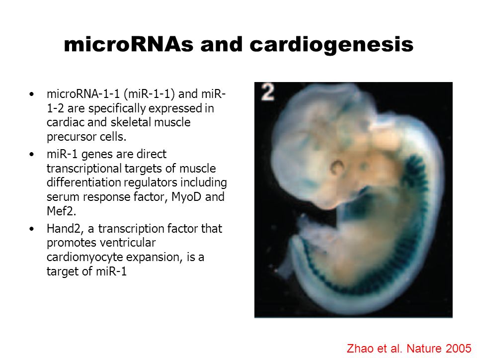 microRNAs and cardiogenesis
