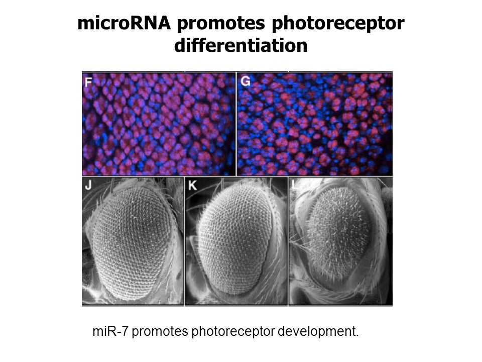 microRNA promotes photoreceptor differentiation