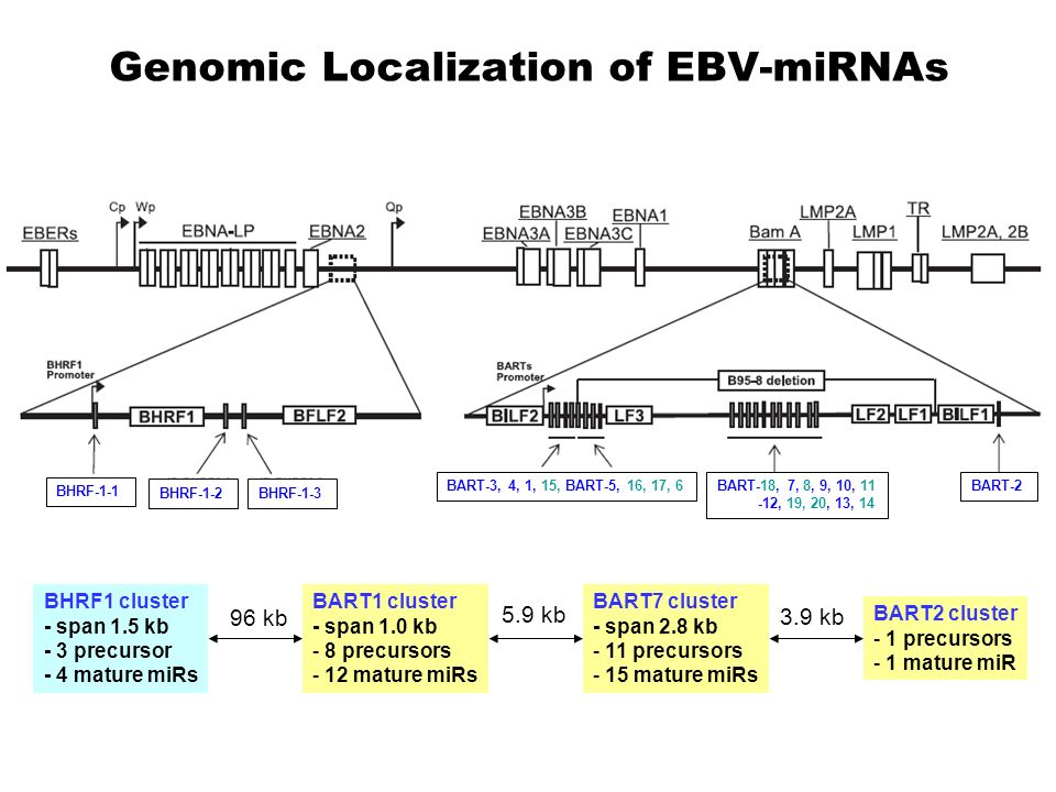 Genomic Localization of EBV-miRNAs