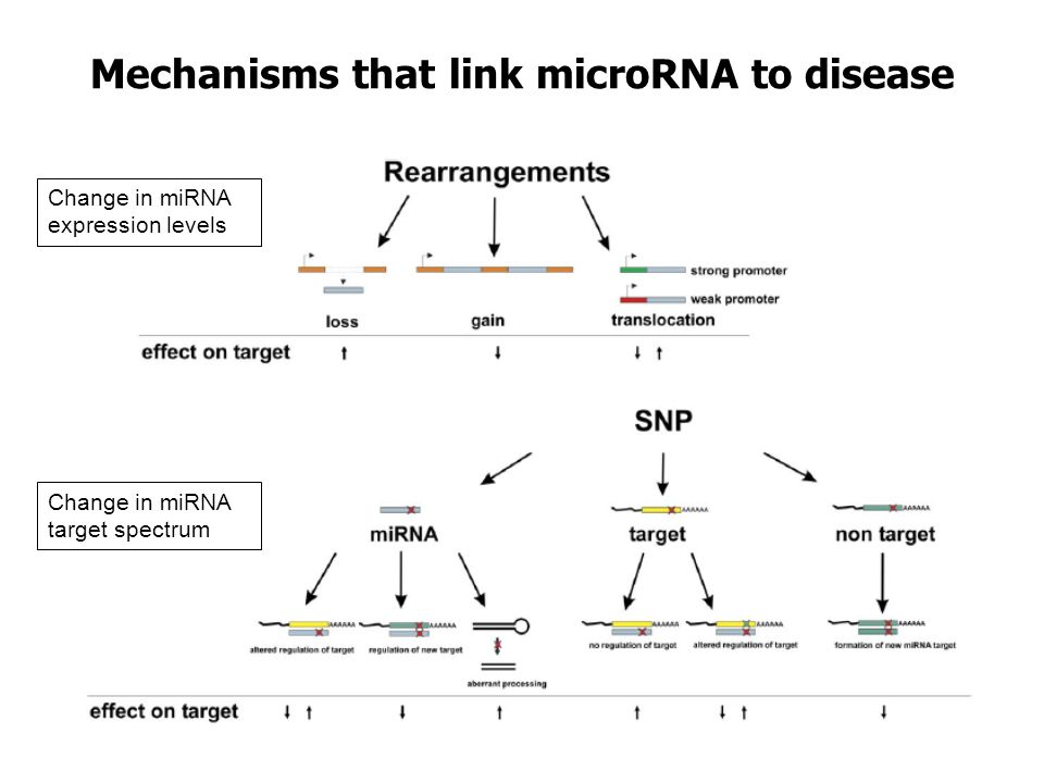 Mechanisms that link microRNA to disease