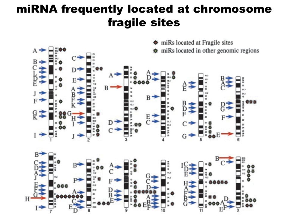 miRNA frequently located at chromosome fragile sites