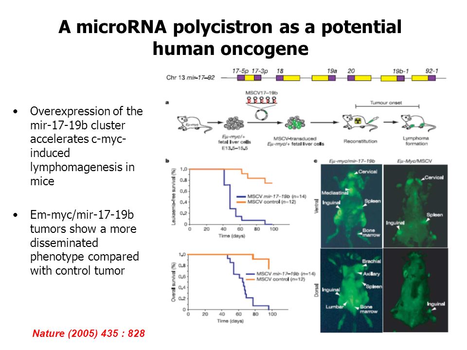 A microRNA polycistron as a potential human oncogene