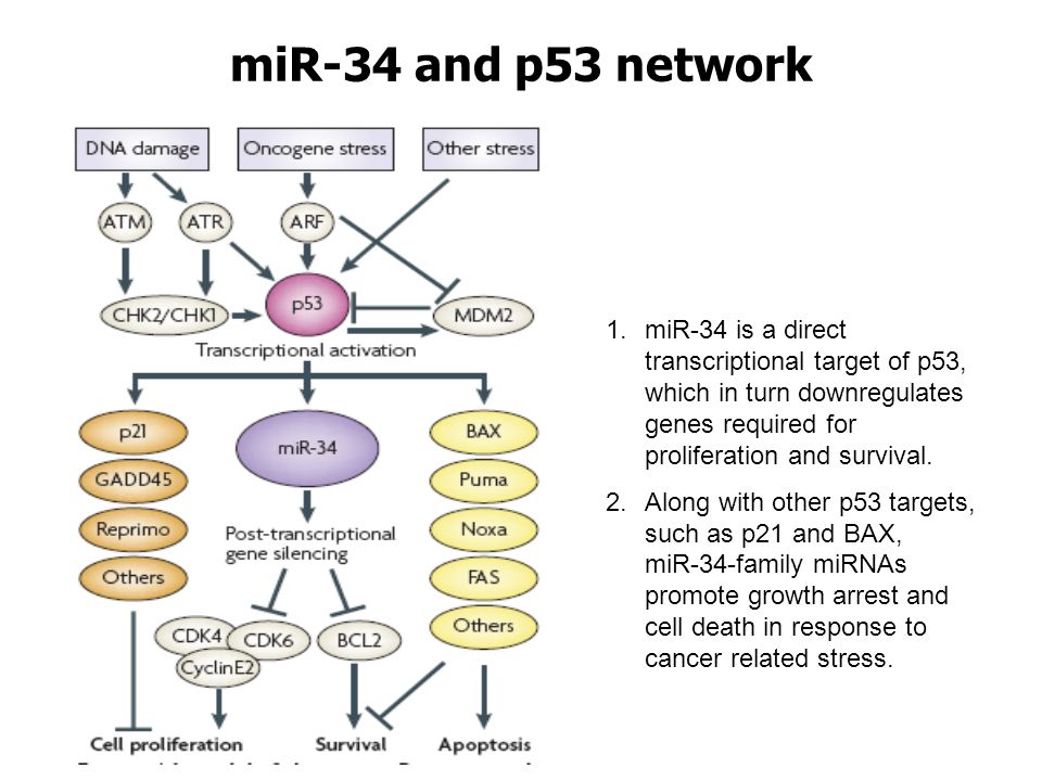 miR-34 and p53 network miR‑34 is a direct transcriptional target of p53, which in turn downregulates genes required for proliferation and survival.