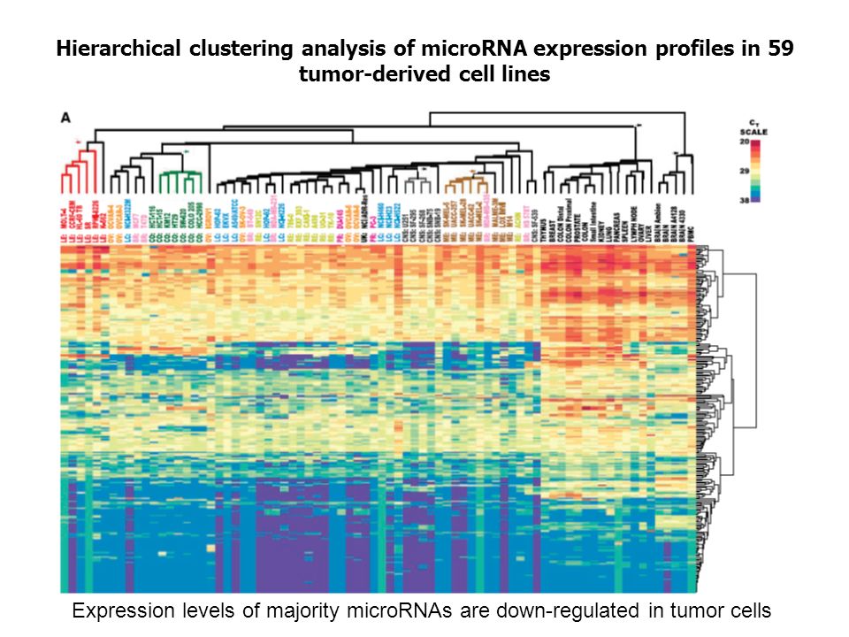 Hierarchical clustering analysis of microRNA expression profiles in 59 tumor-derived cell lines