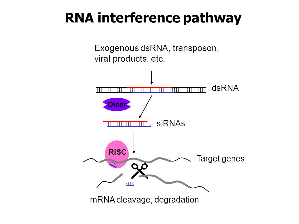 RNA interference pathway