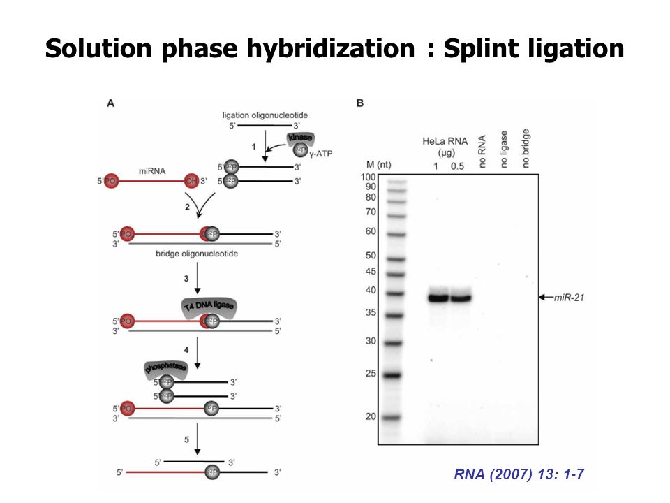 Solution phase hybridization : Splint ligation