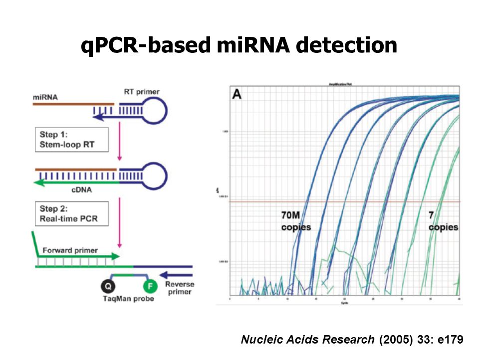 qPCR-based miRNA detection