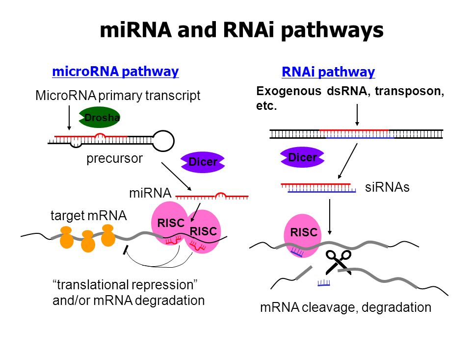 miRNA and RNAi pathways