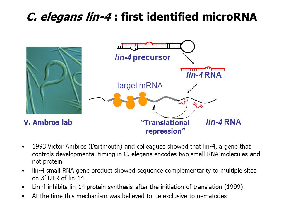 C. elegans lin-4 : first identified microRNA