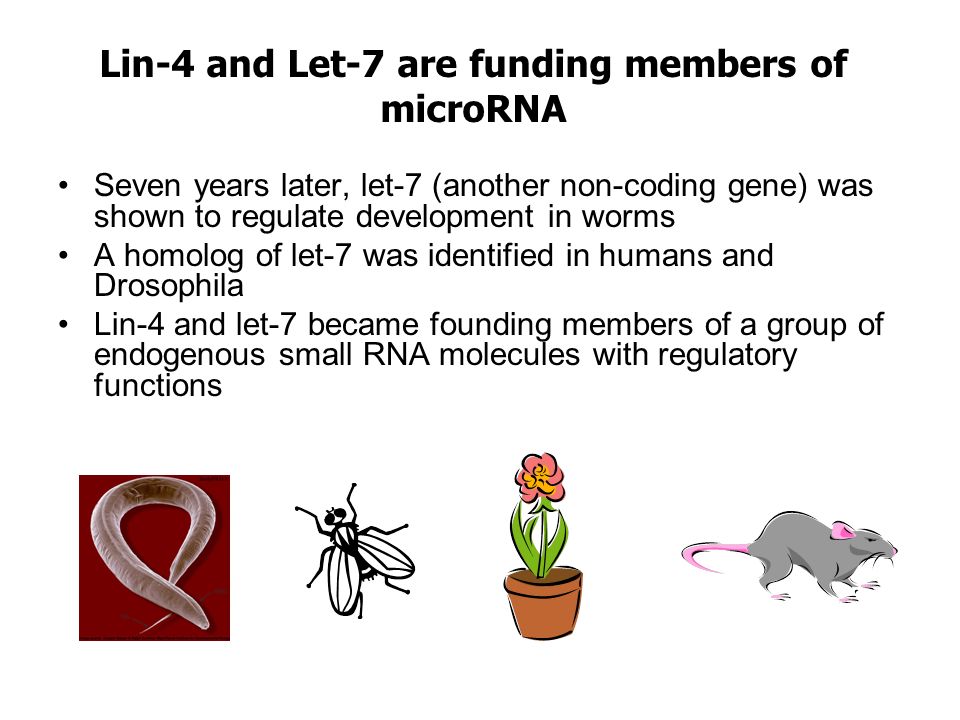 Lin-4 and Let-7 are funding members of microRNA