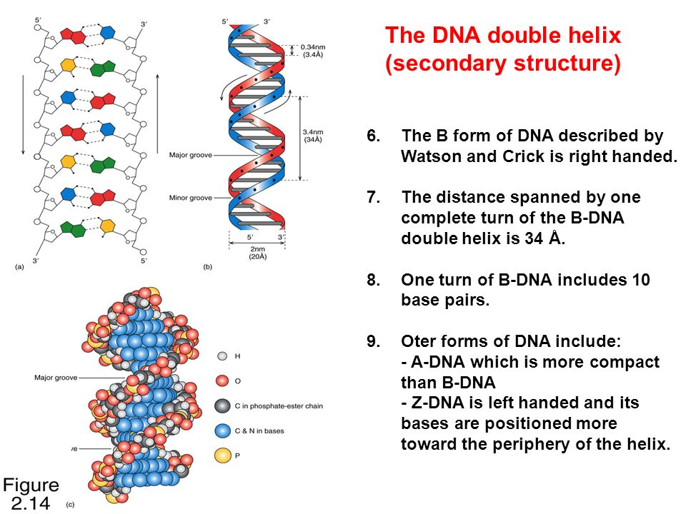 secondary structure of dna