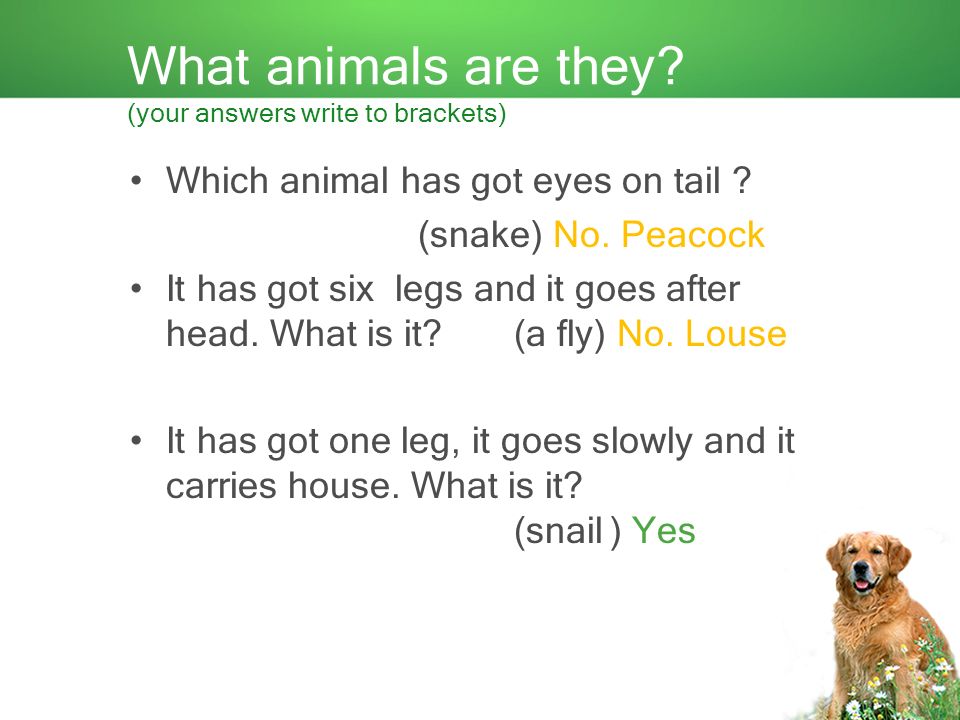 Animal riddles. - ppt download