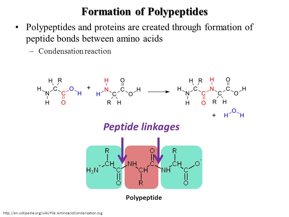 Полипептид в задачах. Полипептид. Пептиды и полипептиды. Полипептид формула. Аминокислота полипептид.