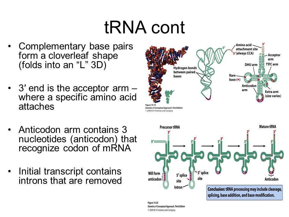 Молекула рнк представлена. Процессинг РНК. TRNA группа. TRNA винил. Что входит в процессинг РНК.