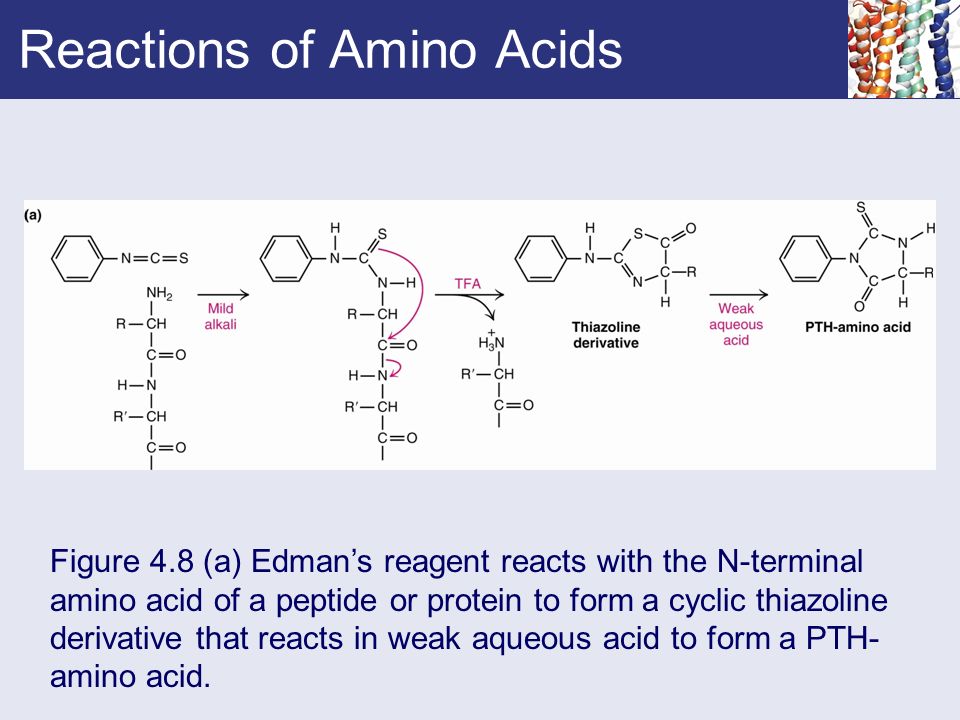 Chapter 4 Amino Acids. - ppt video online download
