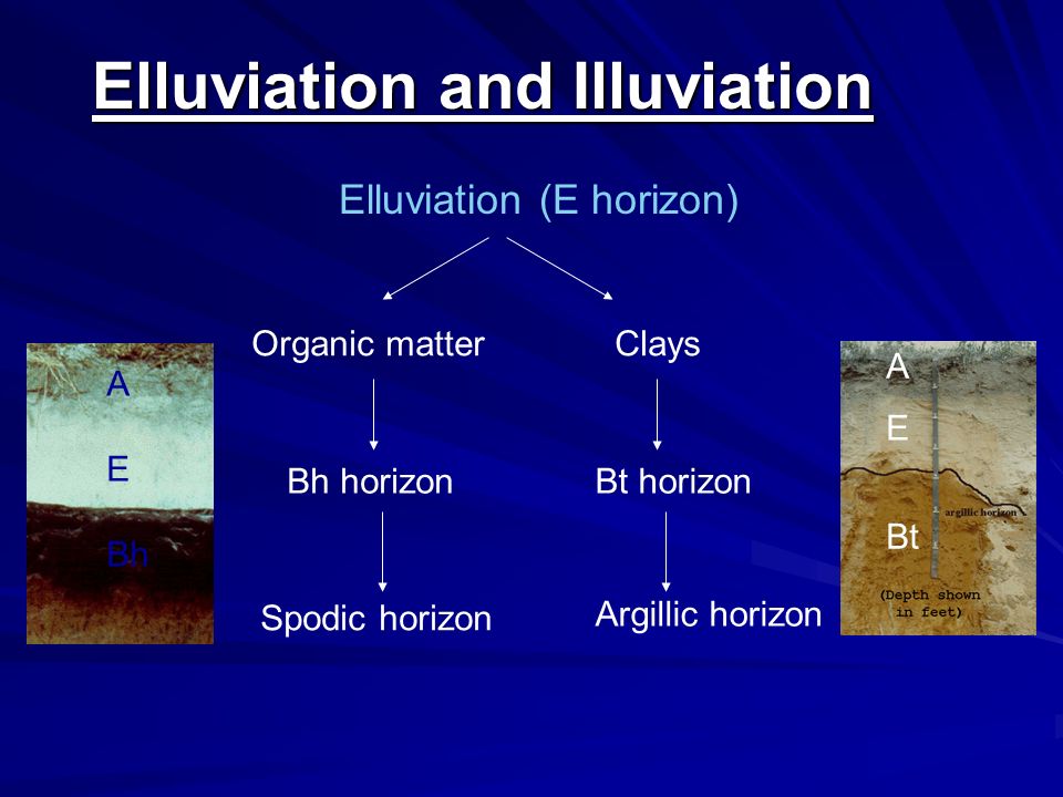 Soil Morphology and Classification - ppt download