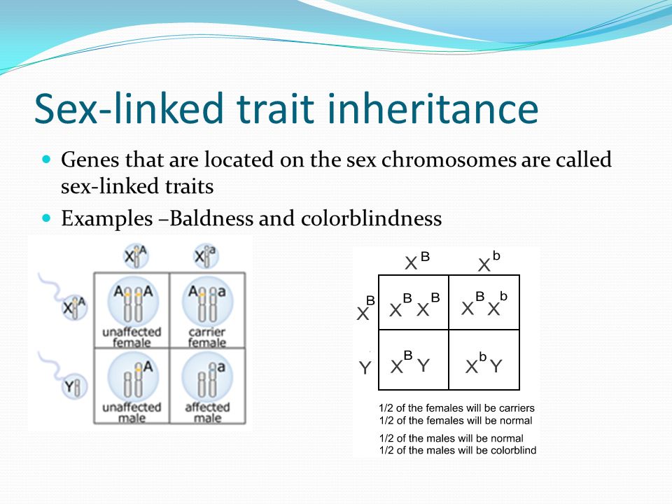 Sex-linked trait inheritance.