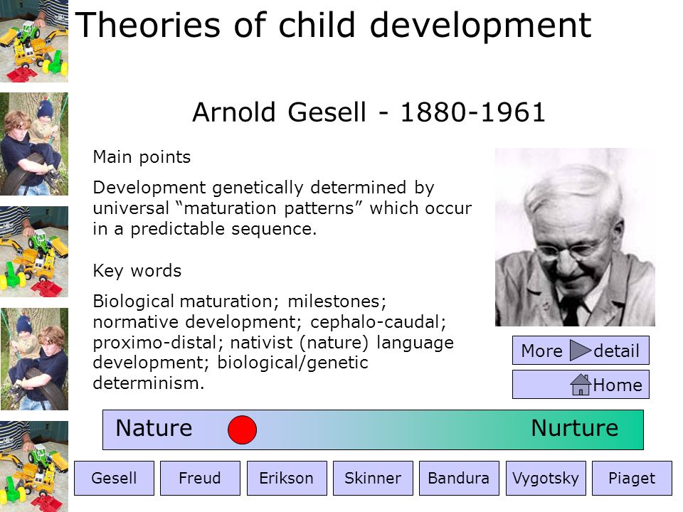 arnold gesell developmental theory