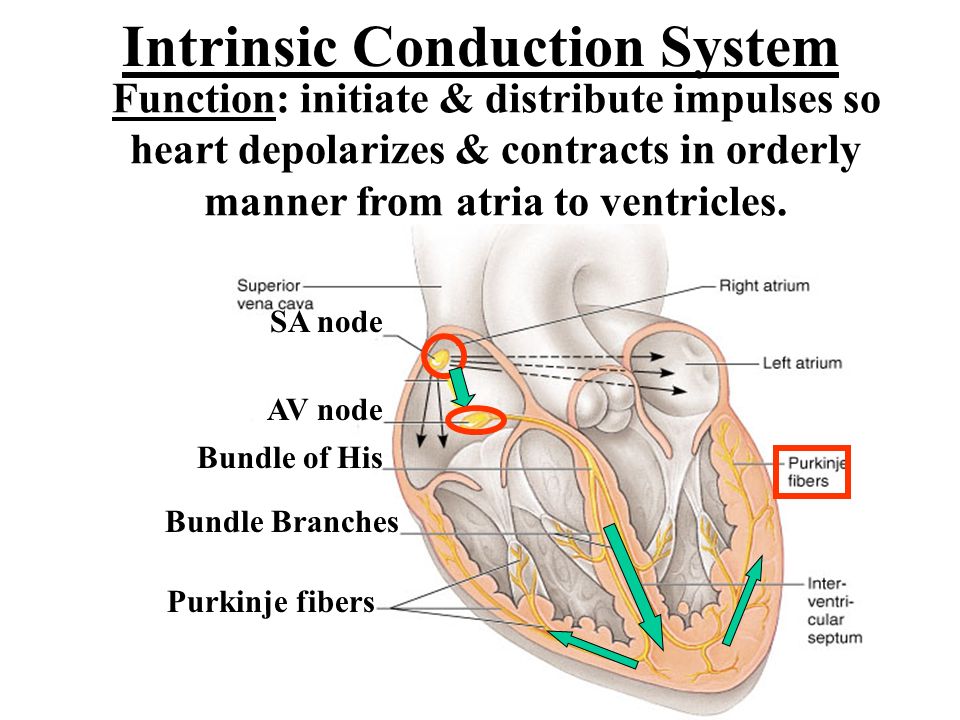 intrinsic conduction system definition