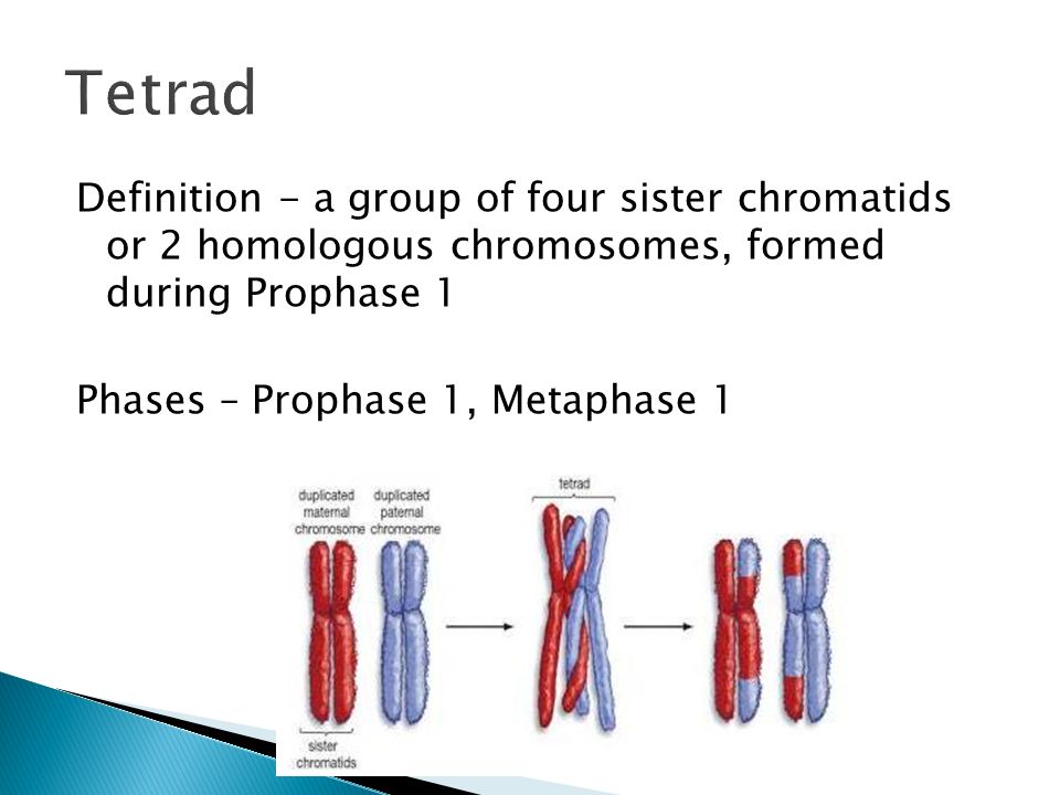 Warm Up Put Mitosis Poster On Desk Ppt Download